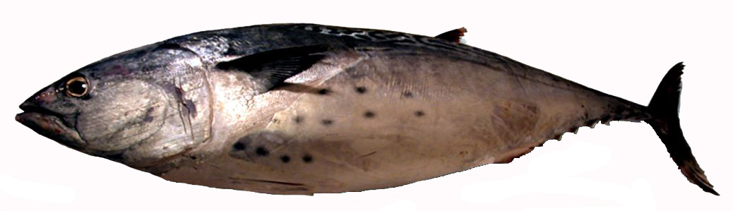 Euthynnus alletteratus_03.jpg